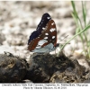 limenitis reducta male3